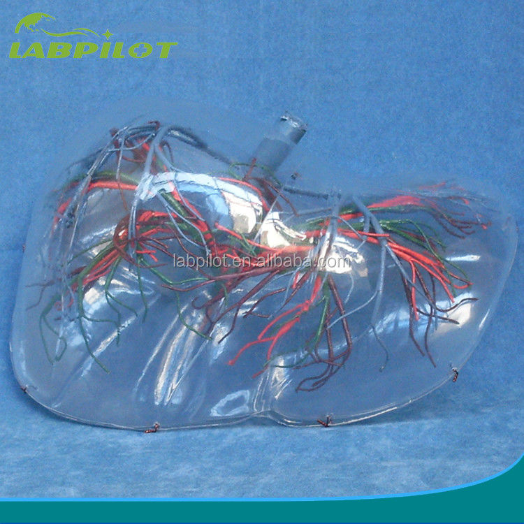 Anatomical Model of Human Liver Transparent Type 3D Liver Model for Medical Education