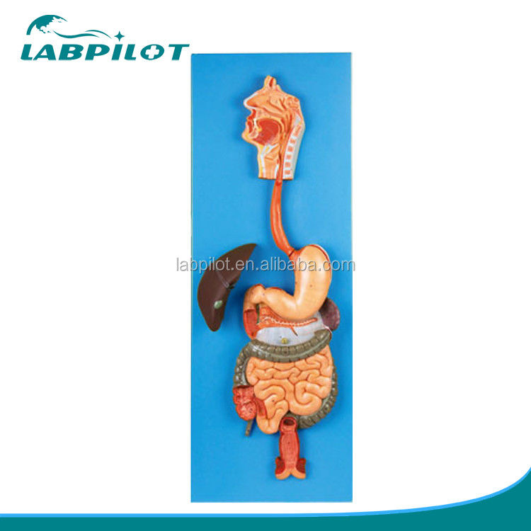 Categories Human Digestive System Model for Anatomical Demonstration and Education