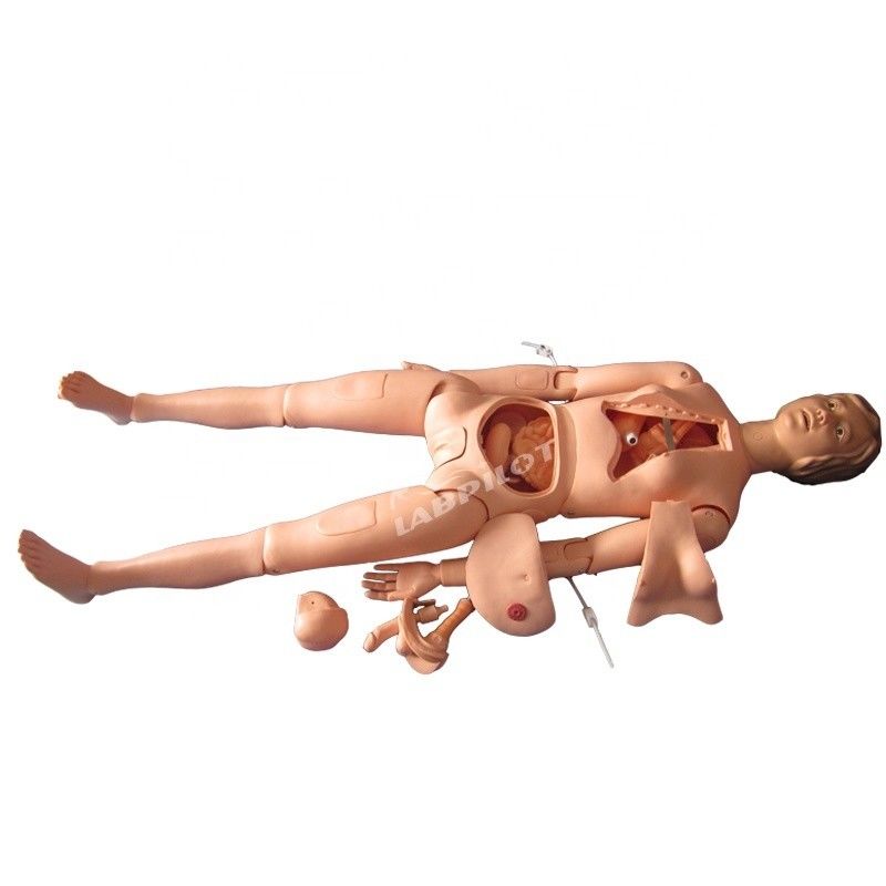 Internal Organs Nursing Training Manikin for Human Life Size Patients Care Demonstration
