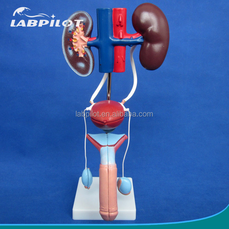 Human Life Size Anatomical Urinary Model for Detailed Study of Male Urogenital System
