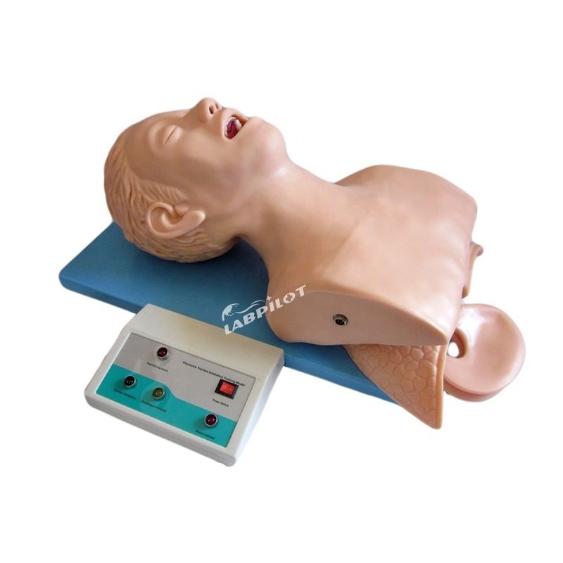 Human Life Size Adult Trachea Intubation Head Model with Airway Lung and Stomach Anatomy