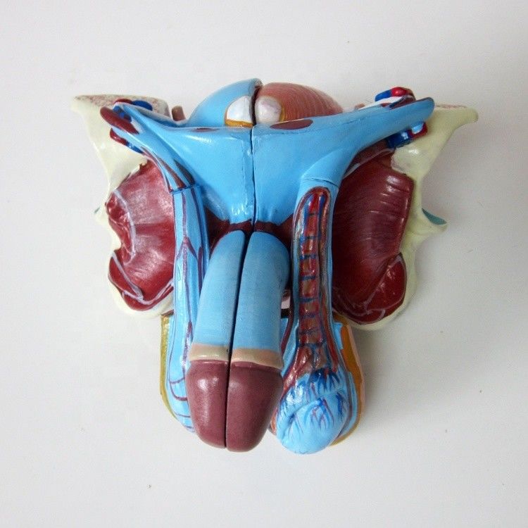 Anatomical Model for Clinics 5 Parts Male Genital Organs Internal and External