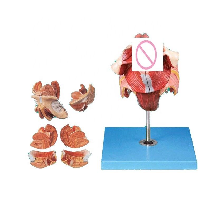 Human Reproductive System Model Effective Teaching with Female Genital Organs Anatomy