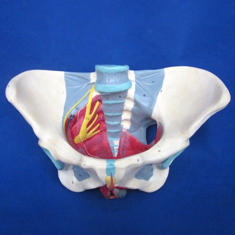 Human Reproductive System Model Advanced Pelvis with Pelvic Floor Muscles and Perineum