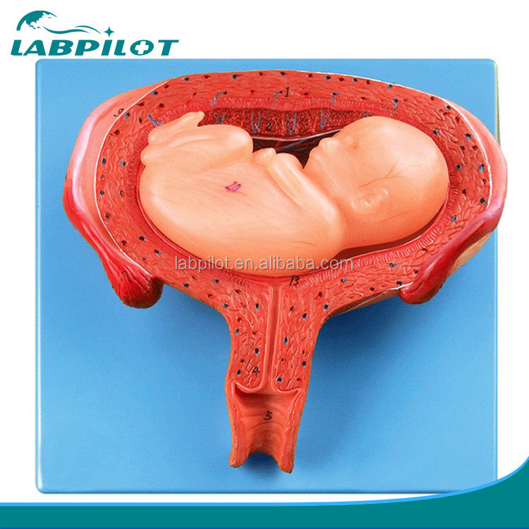 Advanced PVC Human Sixth Month Embryo Model for Realistic Fetal Developmental Process