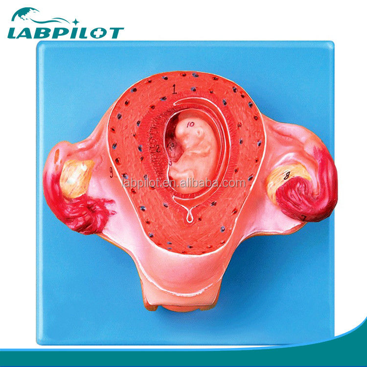Advanced PVC Human Second Month Embryo Model for Realistic Embryonic Growth Simulation