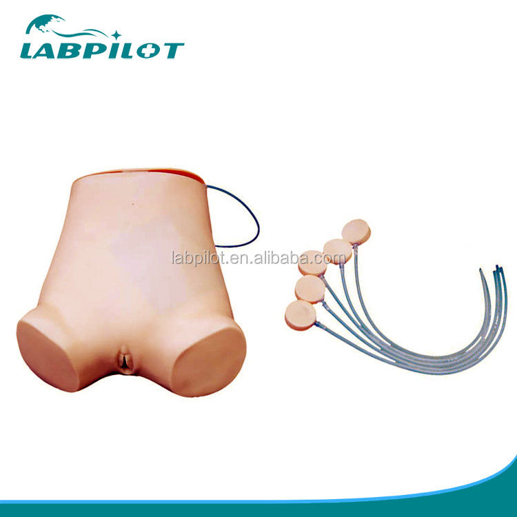 Vivid Abdominocentesis Skills Practice Model Advantage of Vivid Anatomical Structure