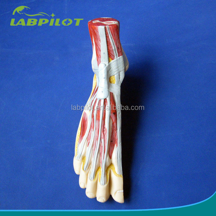 Anatomical Model of the Foot Human Life Size Detailed Median Sagittal Section Anatomy