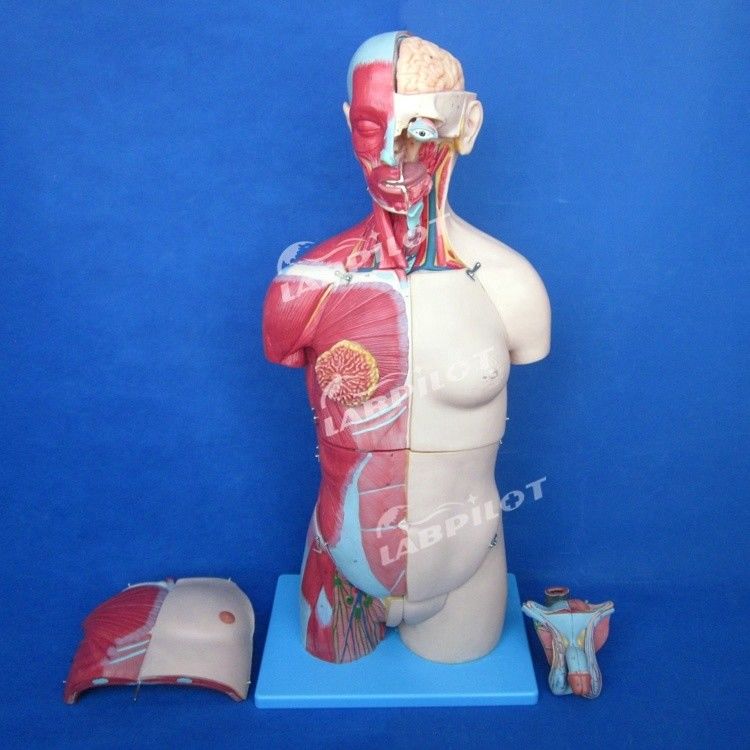 Advantage of 333 Numbered Positions Human Anatomy Torso Model with Muscles and Organs