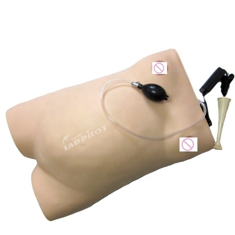 Human Life Size Pregnancy Manikin Auscultation Teaching Simulator for Medical Science