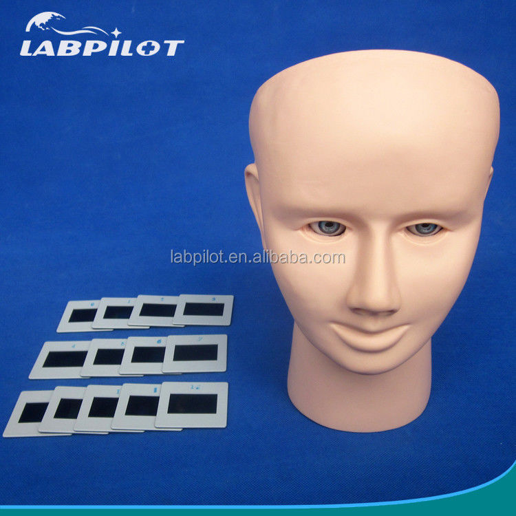 PVC Eye Inspection Teaching Model for Human Life Size Funduscopic Examination