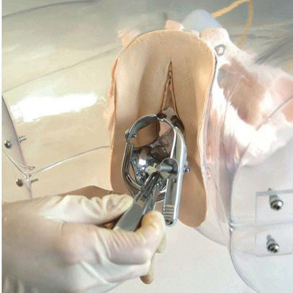 Obstetrics-Gynecology Model Transparent Uterine Curettage Simulator for Nurse School