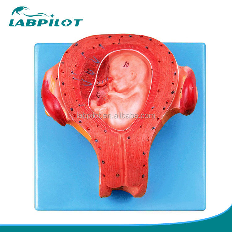 Advanced PVC Item Pregnant Embryo Model Third Month Uterus with Umbilical Cord Model