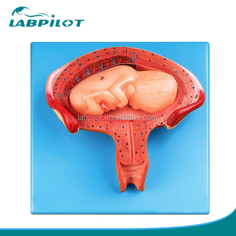 Medical Science Manikin Fourth Month Embryo Model for Pregnant Uterus and Ovary Anatomy