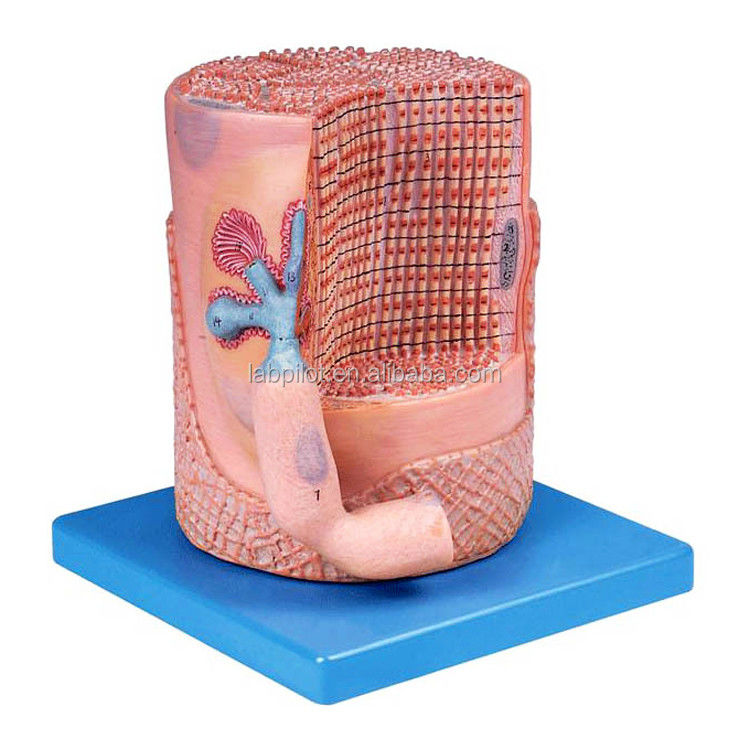 Advanced PVC Medical Science Anatomical Model Skeletal Muscle Fibers Nucleus of Muscle Cell 3D Model