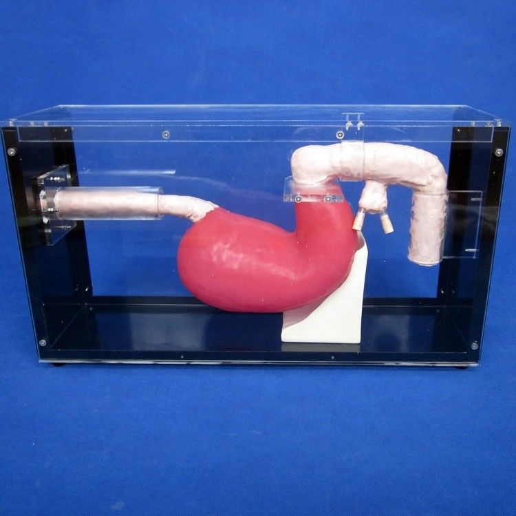 Human Life Size Gastroscope Duodenoscope and ERCP for Gastrointestinal Anatomy Teaching