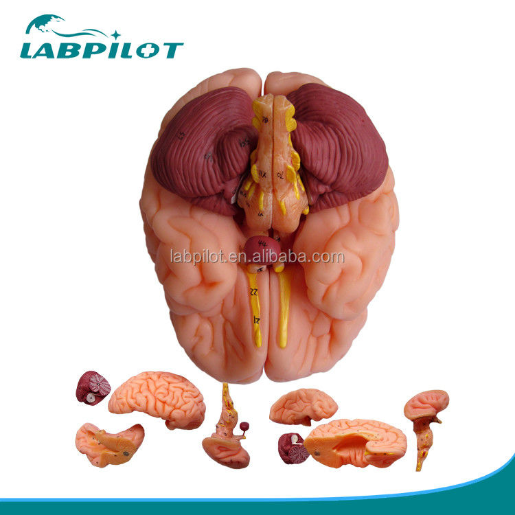 8 Parts Deluxe Human Teaching Plastic Brain Model for Hospitals Nervous System Anatomy
