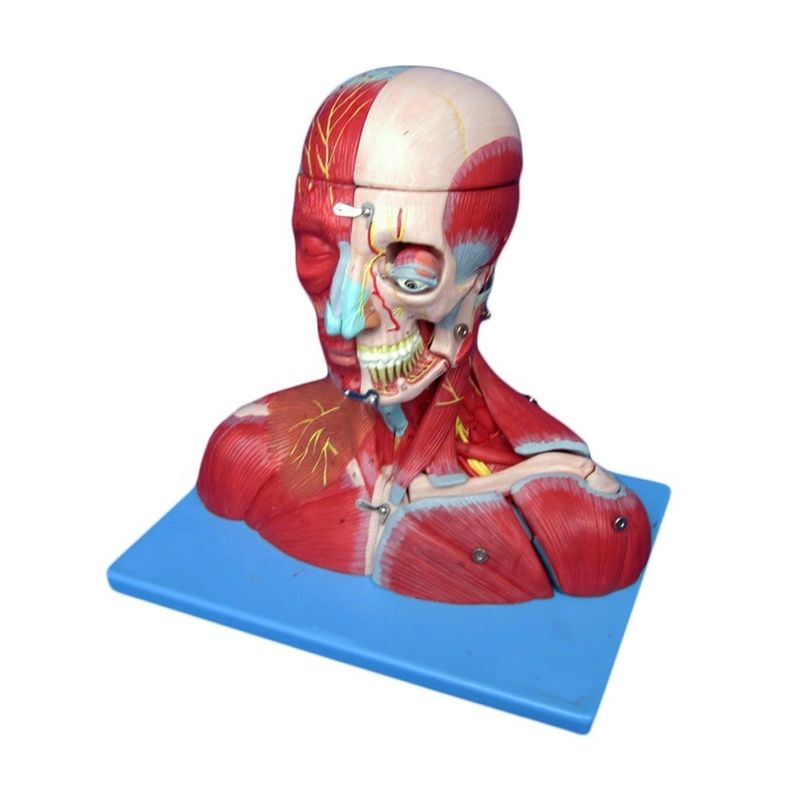 Medical Study Advanced PVC Human Head Muscles Nerves and Brain Anatomical Torso Model
