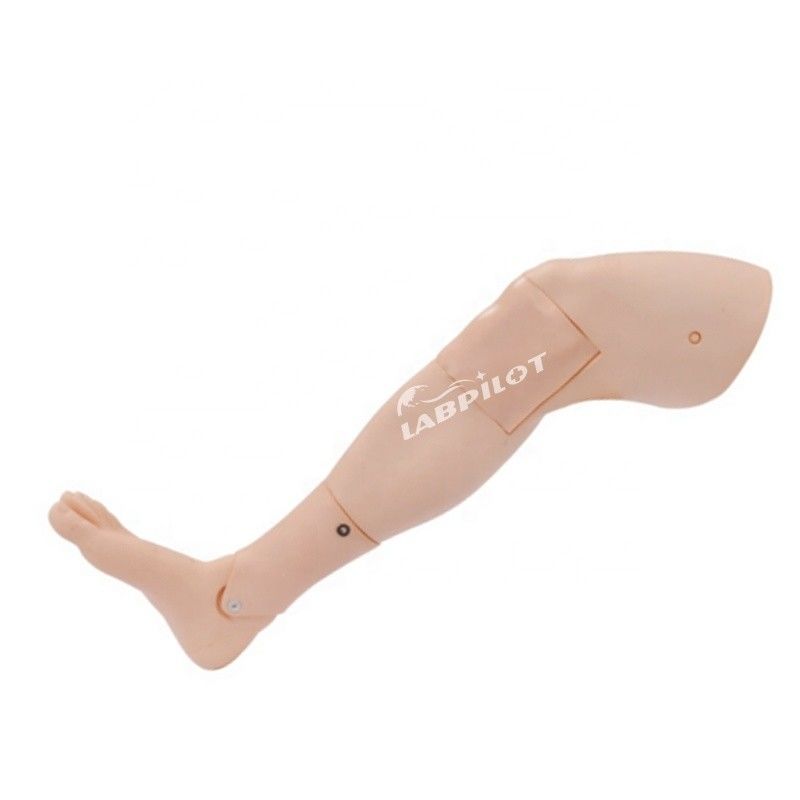 Adult Leg Model Lower Limb Bone Marrow Puncture Training for Medical Science Students