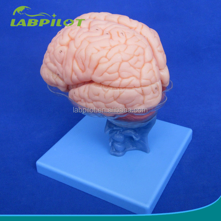 Human Life Size 3D Teaching Anatomy Model 15 Detachable Pieces for Medical Science