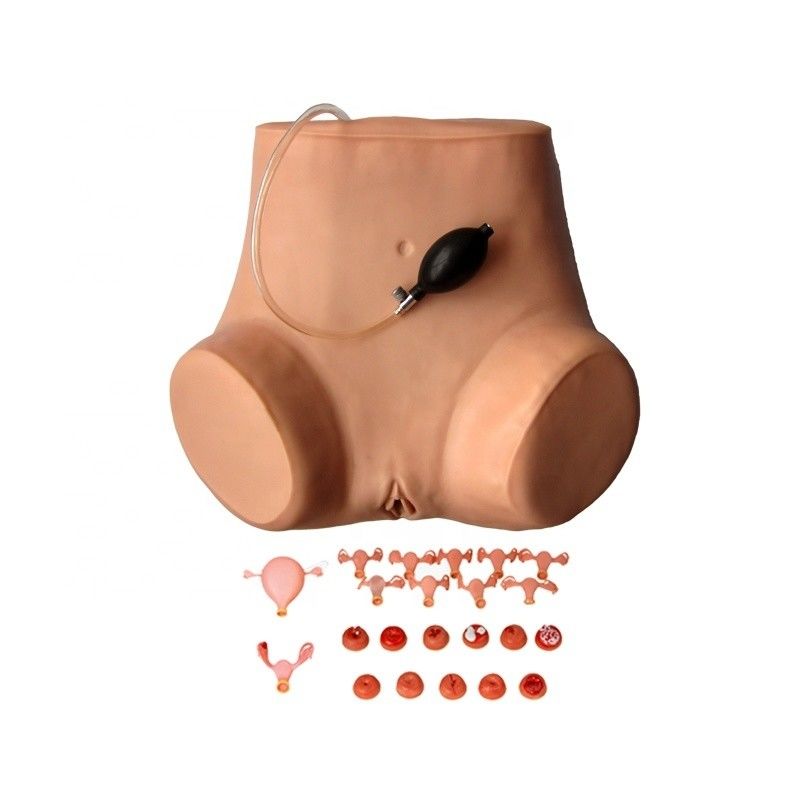 Human Life Size Pelvic and Vagina Examination Manikin for Patients Care Demonstration