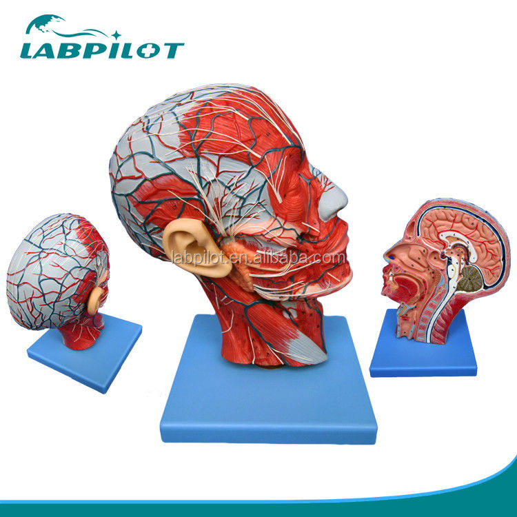 Two-sided Half Head and Brain Model for Hospitals Displaying Head Median Sagittal Section
