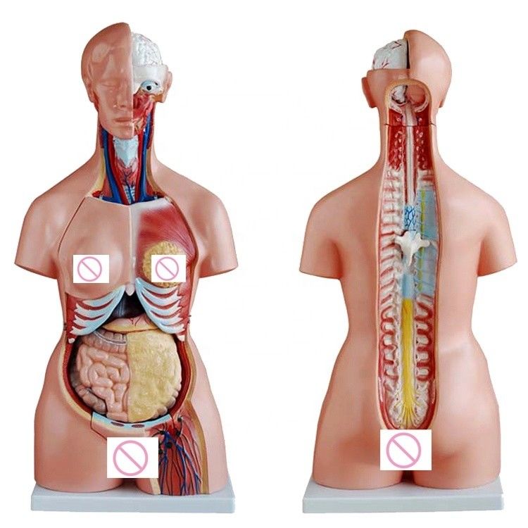 Female Breast Wall Brain Lung and Heart Organ Model for Human Life Size Teaching