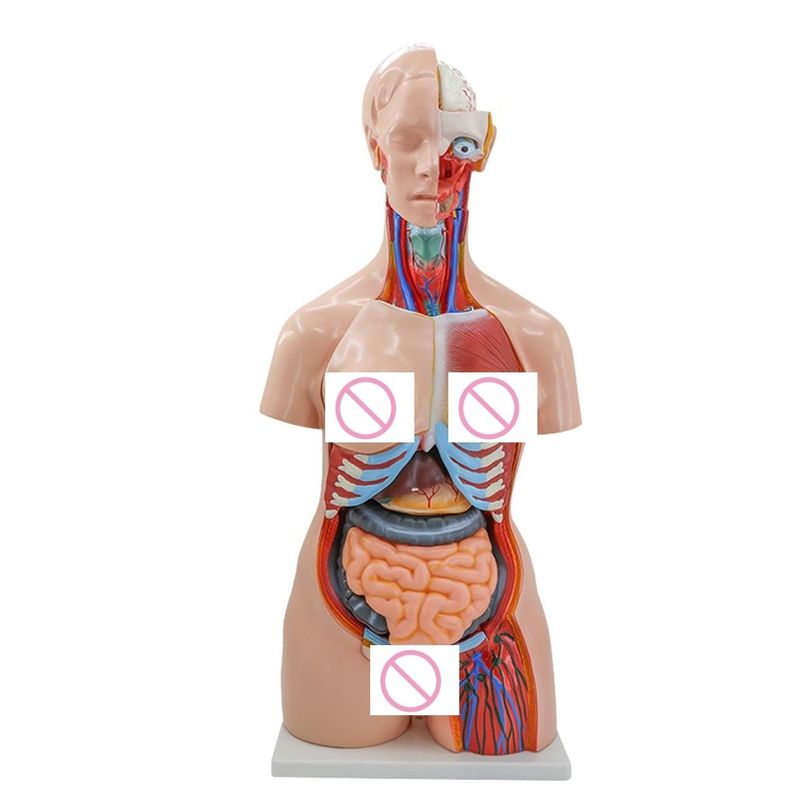 40 Parts Brain Heart Lung Stomach Kidney Model for Medical Anatomy Teaching in Hospitals