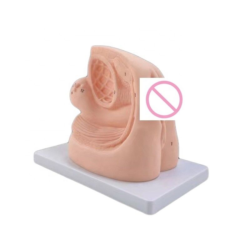 Combination Nursing Dummy Human Life Size Female Genital Organ Model for Teaching