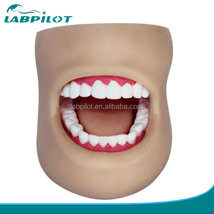 Human Life Size Plastic Dental Teeth Care Model with Face and Tongue