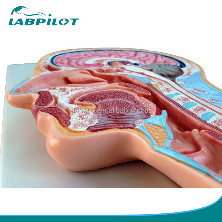 Categories Nervous System Anatomy Model Median Sectioned Head and Brain Model for Hospitals