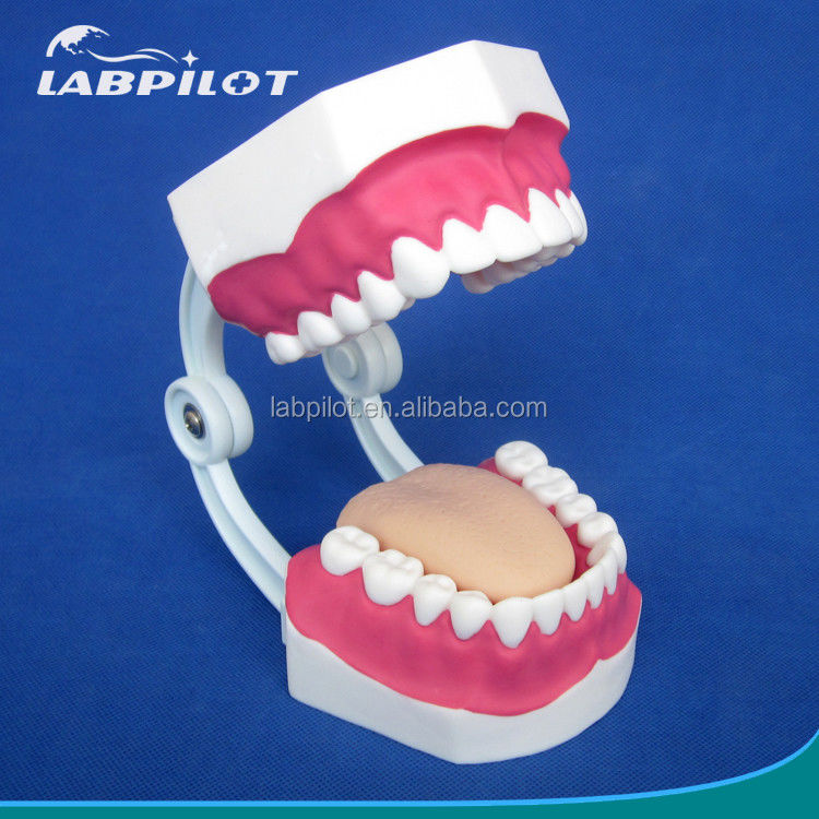 Human Life Size Dental Model 28 Teeth Tooth Brushing Model for Kindergarten Teaching