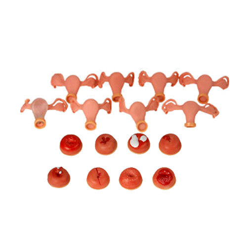 Uterus Simulator for Gynecological Anatomy Model Used in Nurse-midwifery and Maternity