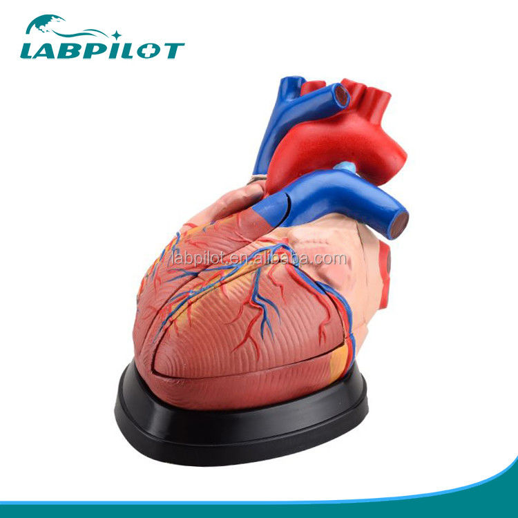 Human Heart Anatomy 3D Model for Anatomical Demonstration 3 Times Enlarged 5 Parts