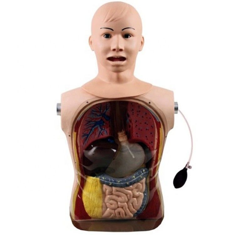 Innovative Nasal Gastric Tube and Trachea Skills Nursing Manikin with Realistic Features