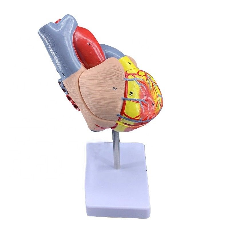 Life Size 2 Parts Medical Anatomy Human Body Parts Heart Model for Demonstration