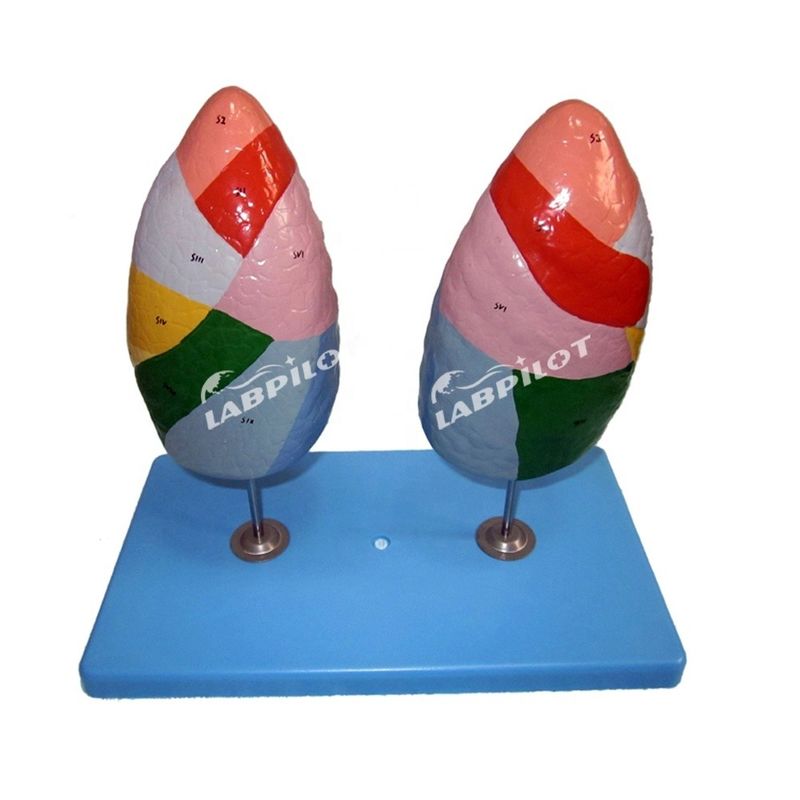 Bronchopulmonary Segments of Lung Model Human Life Size for Schools and Medical Teaching