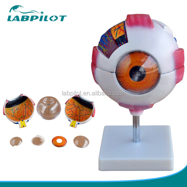 8 Parts Detachable Giant Eye Anatomical Model Perfect for Medical Study and Education
