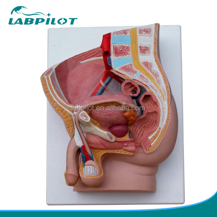 Medical Science Male Pelvis Model 2-part Detachable Genital Organs with Advanced PVC