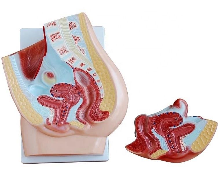 Vivid Female Pelvis Model for Medical Teaching Categories Human Genital System Models