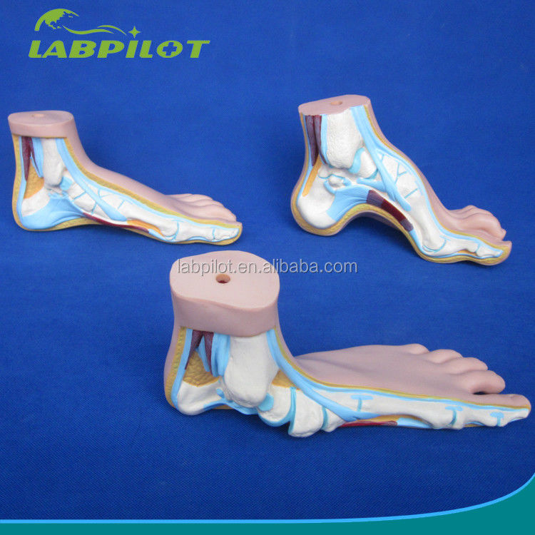 Categories Detailed Anatomy Structures 3D Biological Normal Flat and Arched Foot Models