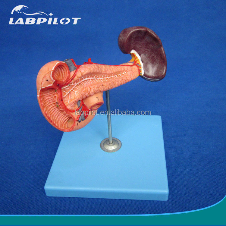 Educational Demonstration Model of Human Life Size Pancreas with Spleen and Duodenum