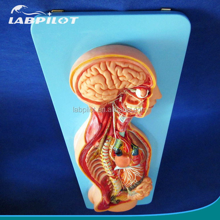 Detailed Human Life Size Anatomical Model for Automatic Nervous System and Torso Organs