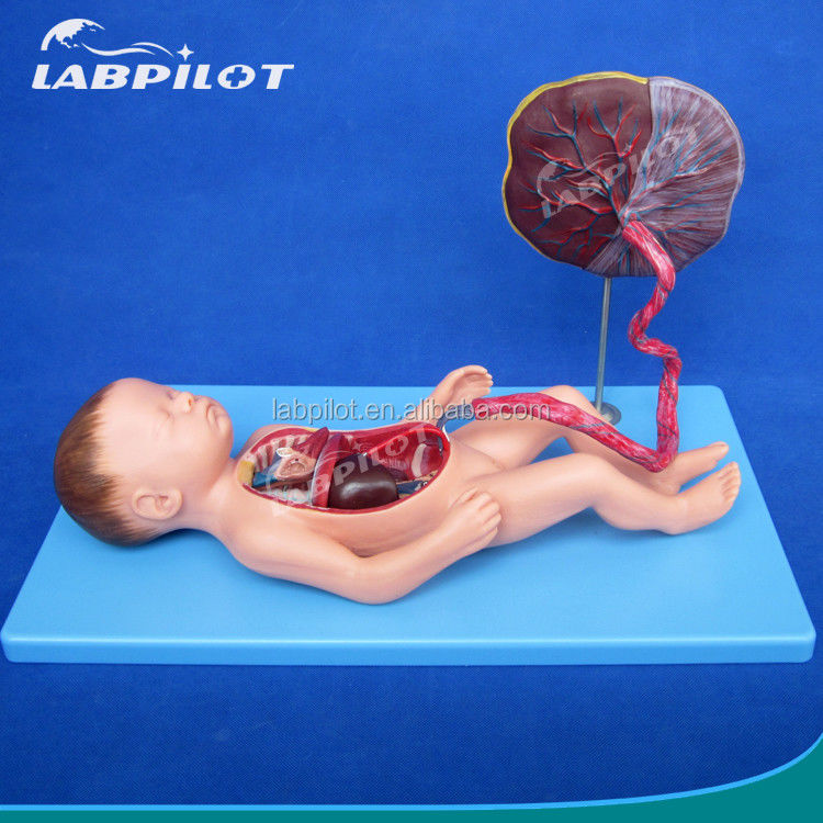 Medical Science Painted Fetal Circulation Model with Heart Placenta and Umbilical Cord
