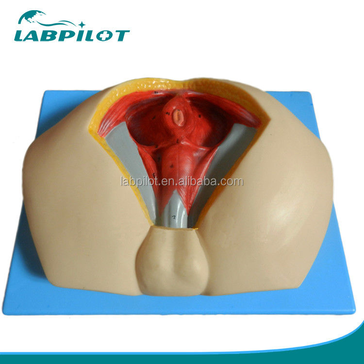 Human Life Size Advanced PVC Perineum Model for Understanding Male Perineal Anatomy