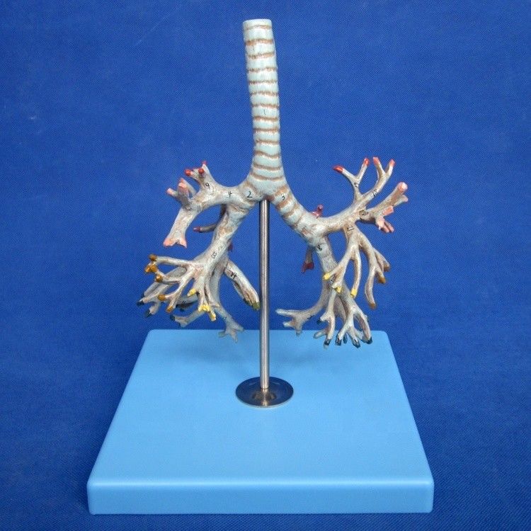 Medical Human Bronchia Model Advanced PVC Bronchus of Trachea Model in Life Size