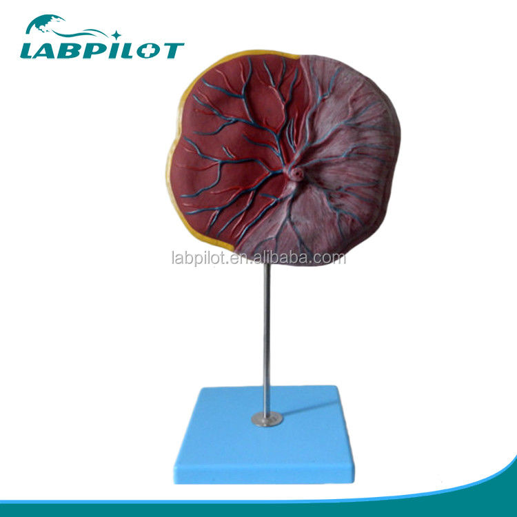 Medical Science Human 3D Placenta and Umbilical Cord Model with Detailed Anatomy