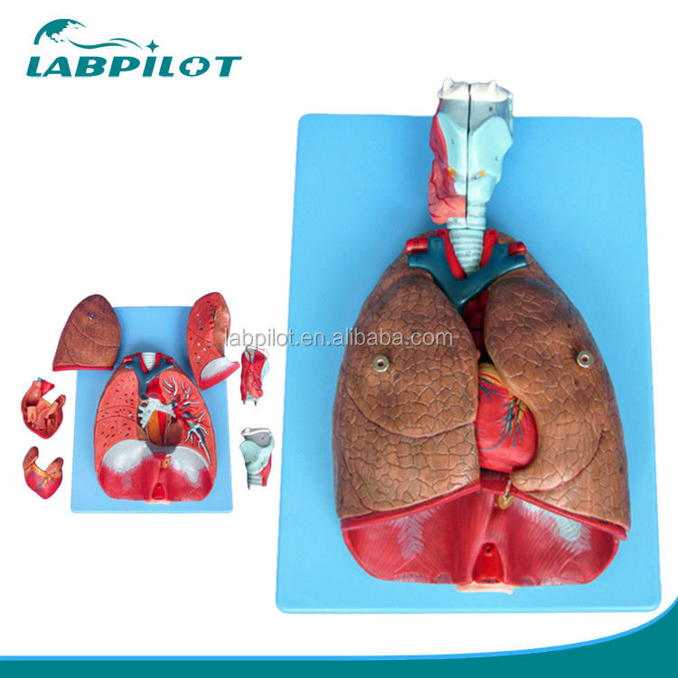 Human Respiratory System Model 3D Larynx Trachea Heart and Lung for Medical Education