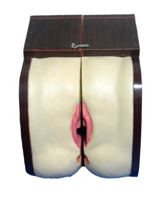 Advantage Vivid Anatomical Structure for IUD Training Contraception in Medical Science