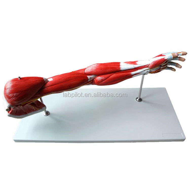 Detachable Arm Muscles Vascular and Neural Model for Upper Limb Motor System Anatomy